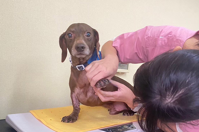 カラ-アトラス獣医耳科学: 犬と猫の内科的外科的アプロ-チ リチャード・G．ハーヴェイ ジョセフ・ハラーリ; 岩崎 利郎 Amazon.co.jp: カラ-アトラス獣医耳科学: 犬と猫の内科的外科的アプロ